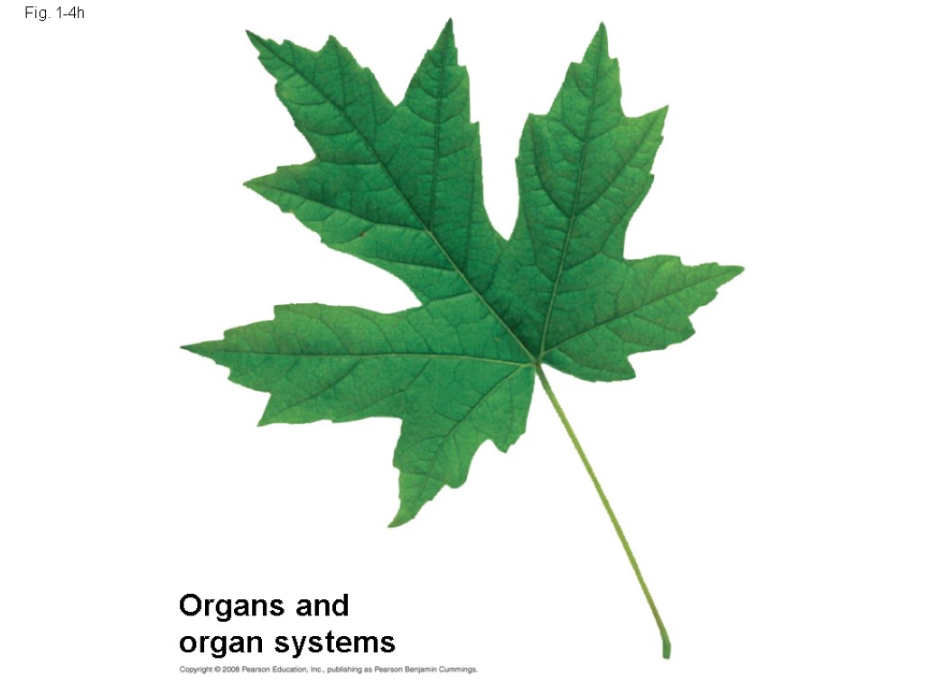 Fig. 1-4h Organs and organ systems